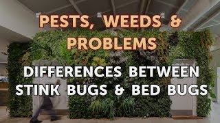Differences Between Stink Bugs & Bed Bugs