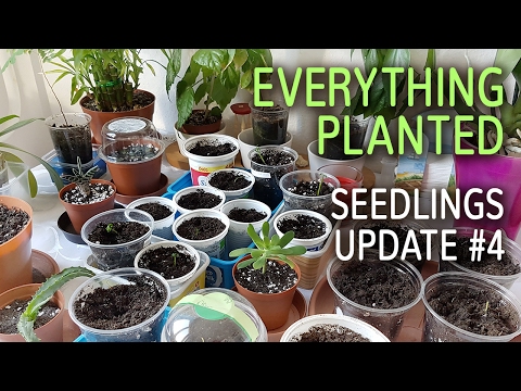 Everything Planted Into Soil | Seedlings Update #4 - 09.01.2017