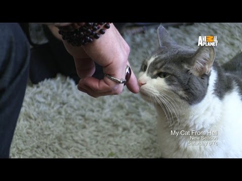 Video trailer för My Cat From Hell | Returns Saturday 4/4 at 8p E/P