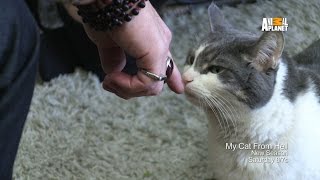 My Cat From Hell | Returns Saturday 4/4 at 8p E/P