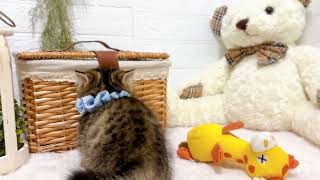 ミヌエットの動画01