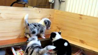 Eny Vrh D 4,5 týdne