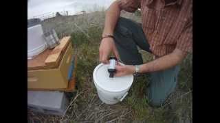 beekeeping: Visit 4; feeding bees without drowning