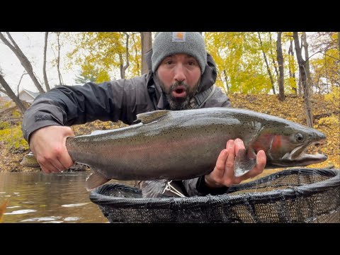 Great Day of Fall Steelhead Fishing #fishing #steelhead #floatfishing #puremichigan #troutfishing
