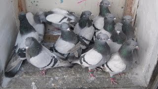 Бакинские бойные голуби: описание породы и особенности разведения