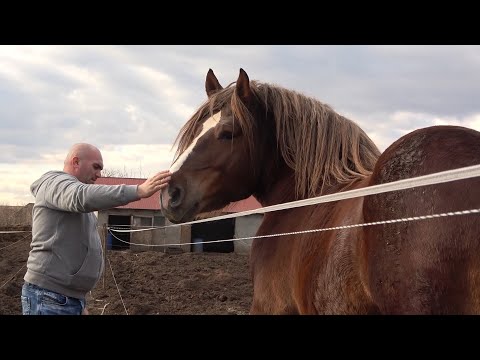 Armasarii domnului Mihai de la Turda, Cluj - 2021 Nou!!!