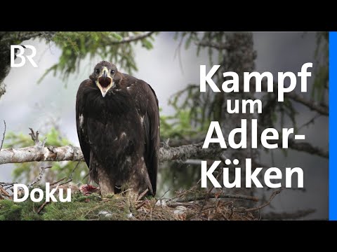 Bayerischer Rundfunk and BR24