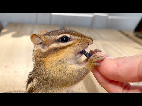 완전 귀 접혀지는 맛!