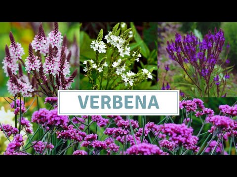 How To Grow Verbena Bonariensis And Verbena Hastata