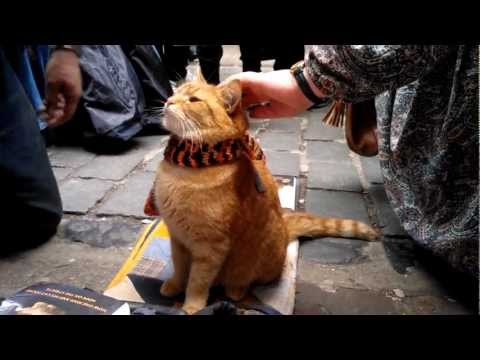 Delphiris meets Bob the big Issue Cat