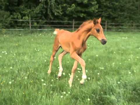 Henstfohlen von Johnson x Dr. Jackson