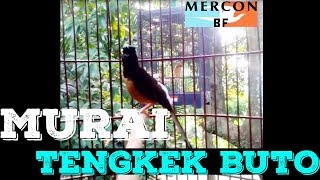 Download lagu murai batu isian tengkek buto murni mp3