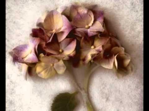 download lagu mp3 mp4 Ani Difranco Grey Lyrics, download lagu Ani Difranco Grey Lyrics gratis, unduh video klip Ani Difranco Grey Lyrics