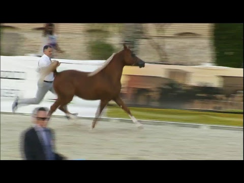 UAE National Championship