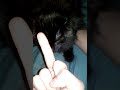 Cat Hisses At Middle Finger