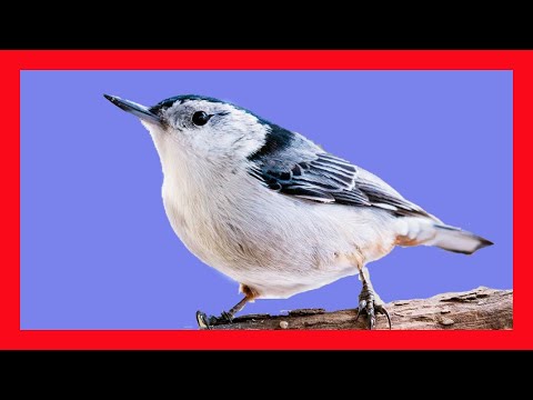 Brhlík bieloprsý (Sitta carolinensis) — správanie, biotop a hlas