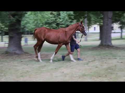 Lot 148 BBAG Jährlings-Auktion 2020