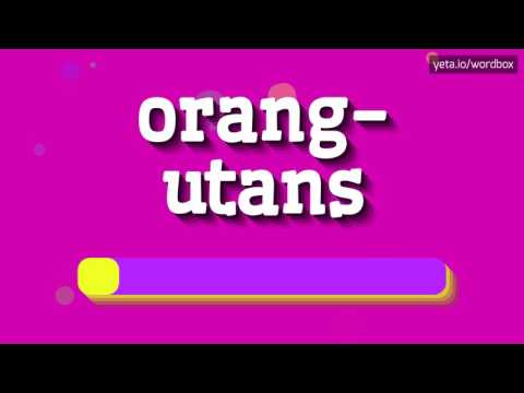 ORANG-UTANS - HOW TO PRONOUNCE IT!?