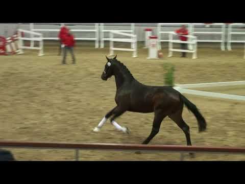 FITZROY v. Feedback x Sandro Hit