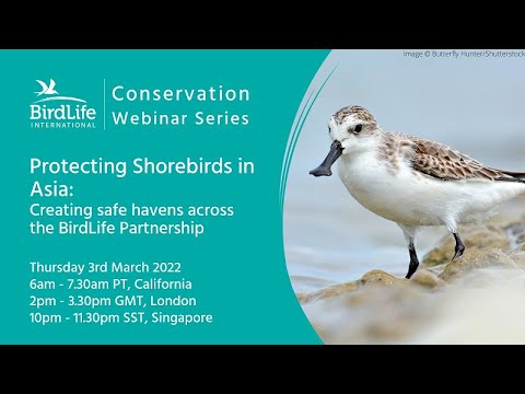 Protecting Shorebirds in Asia:  Creating safe havens across the BirdLife Partnership