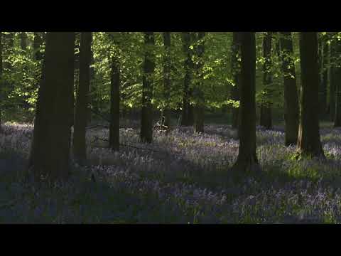4K HDR Bluebell Woods   English Forest   Birds Singing   No Loop   Relaxing Nature Video & Sounds