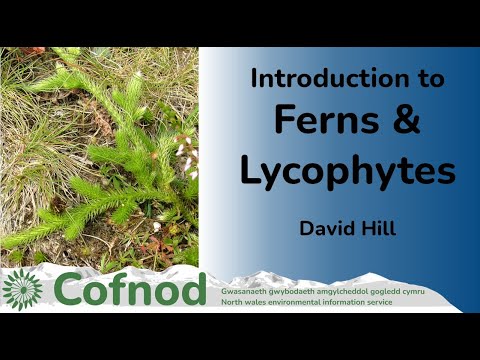 Introduction to ferns and lycophytes