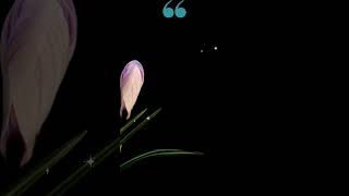 Download lagu YAKINLAH❗ AKAN ADA PELANGI SETELAH HUJAN #katakatabijak #motivasi #storywa mp3