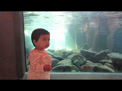 Insiya visit seattle Aquarium