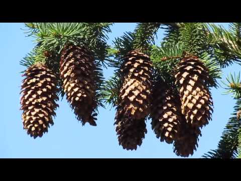 BENI CHIBU ȘI GRUPUL CORAL VICOV - PE MARE-N CORABIE!!!