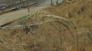 The Great Salt Lake Orb Spiders