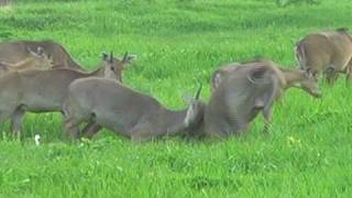 Nilgai herd in Bharatpur National Park