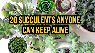 20 Stunning Succulents That Are Perfect for Busy People | Low Maintenance Indoor Plants