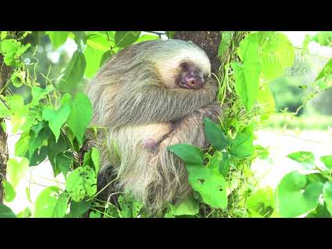 A GRANDIOSA AMAZÔNIA   Uma Jornada Extraordinária   Documentário Completo 1