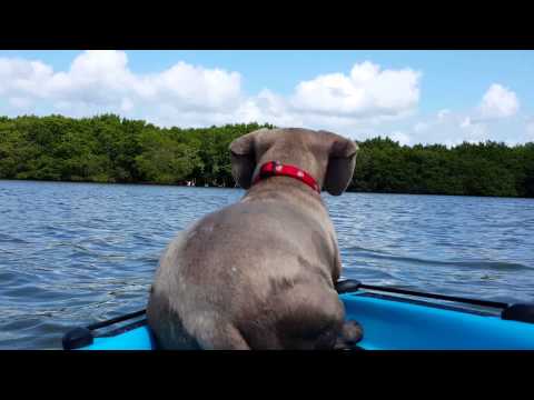 Dog jumps after dolphin from kayak