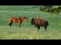 Bison meets horses, Part 2: Nose touch