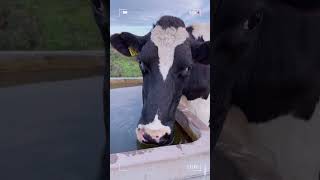 ¿CUÁNTA AGUA BEBEN LOS ANIMALES DE GRANJA?