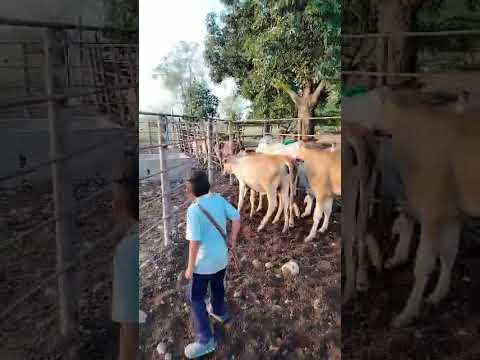 #apure #caballos #barinas #lluvia #obispos #novilhas #viral