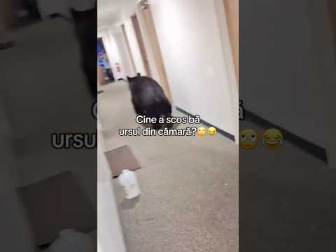 Cine a scos ursul din cămară?😂😂 #funny #viralvideo #viral #trending #subscribe #foryou #shorts#fyp