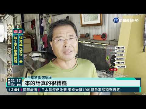 強颱璨樹來襲! 三星蔥.文旦農忙搶採收