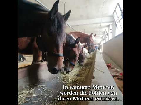 Fohlenauktion - Maishofen - 01.10.2024