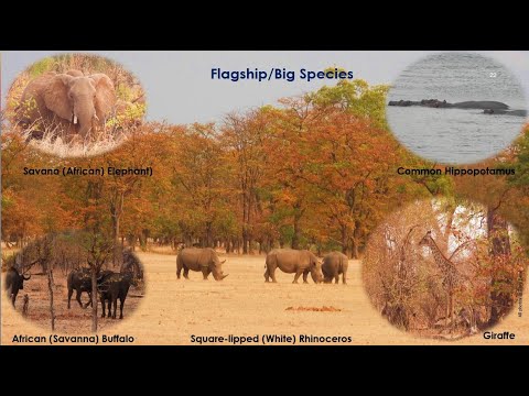 Wildlife of Mosi Oa Tunya National Park |Victoria Falls | Livingstone | Zambia