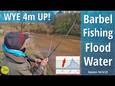 Floodwater Barbel Fishing On The River Wye - Last Day Of The Season - 14/3/23 (Video 393)