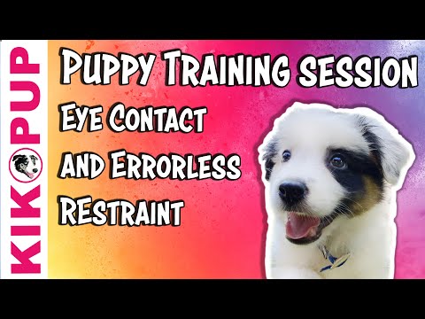 , title : 'Puppy Training session - Eye contact and Errorless Restraint'