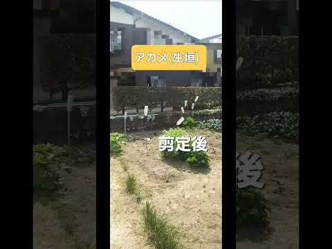 美しいレッドロビンフォティニアを飼うにはどうすればよいですか？植物を守り、生垣を元気に育てるのに役立った庭師の 6 つの秘密  庭園