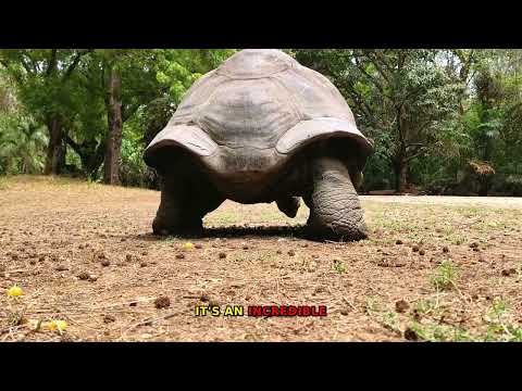 30 Amazing Facts About Natural patterns in nature and wildlife