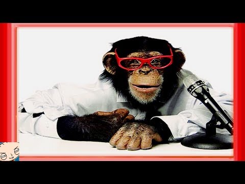 Die 10 intelligentesten Tiere der Welt - (HD)