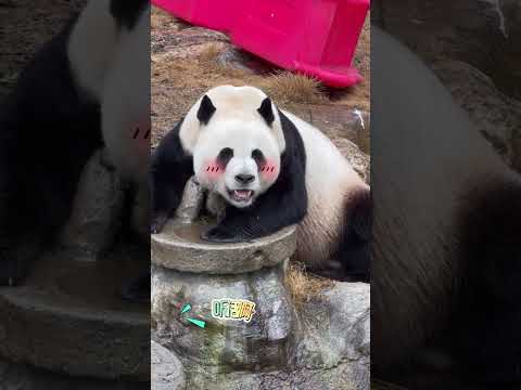 李大宝面对游客笑呵呵 大熊猫灵岩 一方水土养一方熊猫 不止我一个想rua大熊猫 内容启发搜索 栾川竹海野生动物园 @熊乐乐 @栾川竹海野生动物园