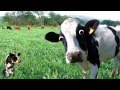 I'm a Cow Song