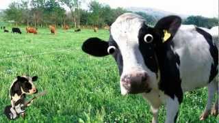 I&#39;m a Cow Song