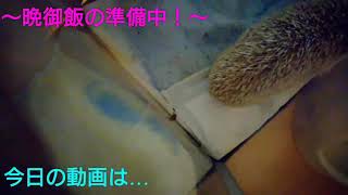 ハリネズミの晩御飯